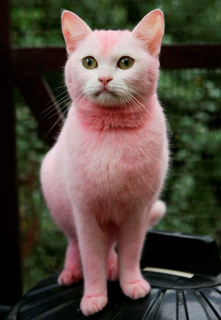 Кошки красивые розовые