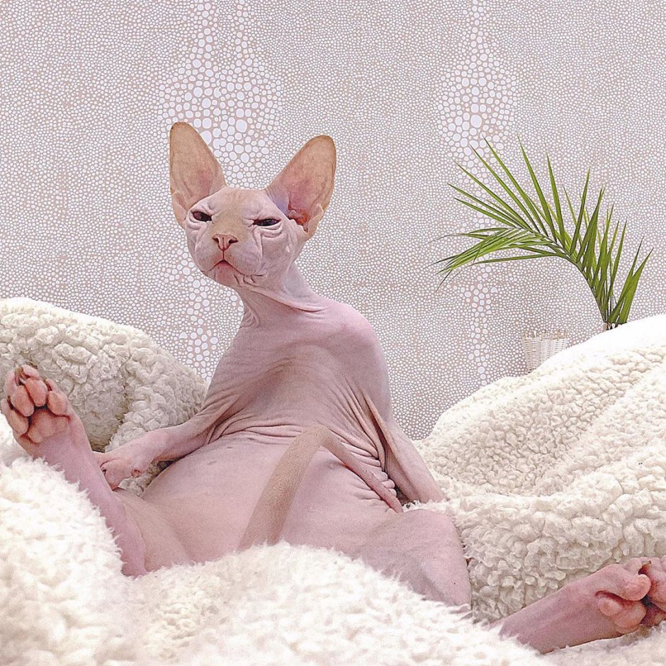 Милые розовые котики