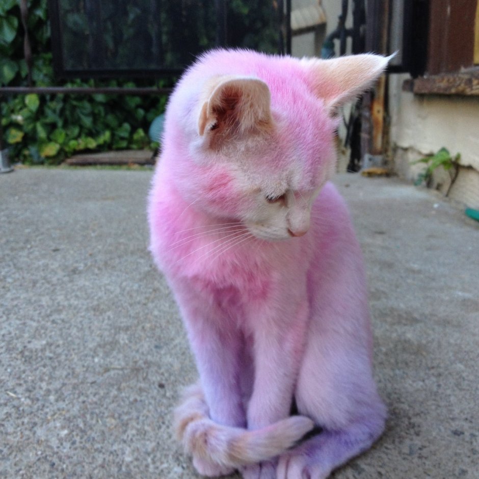 Розовая кошка