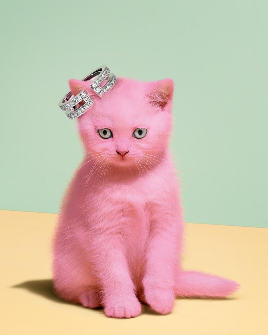 Розовая кошка