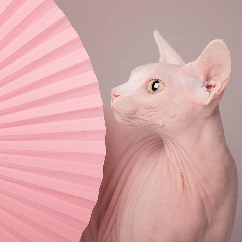 Розовый котенок