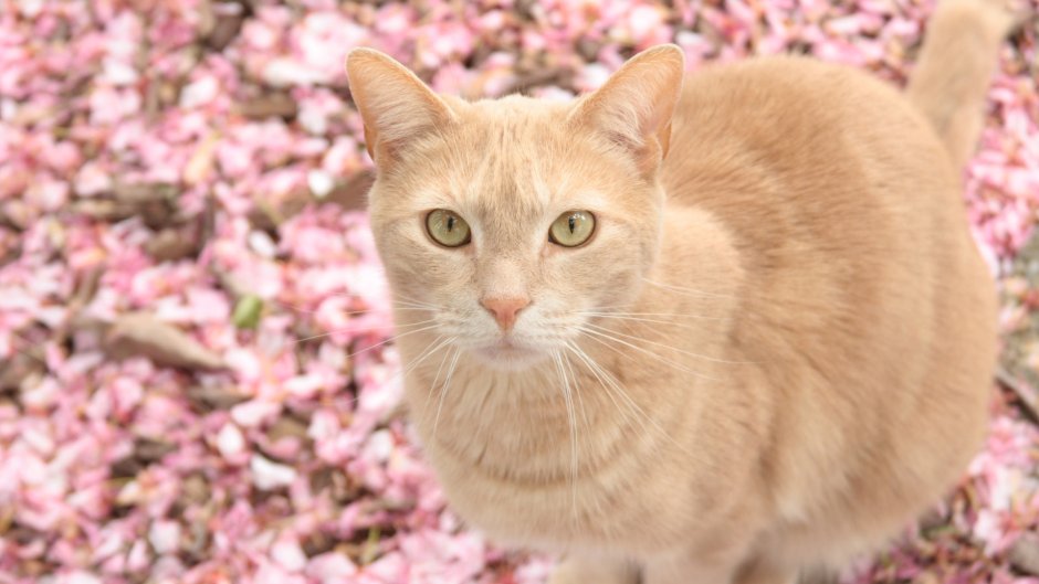 Розовый котенок