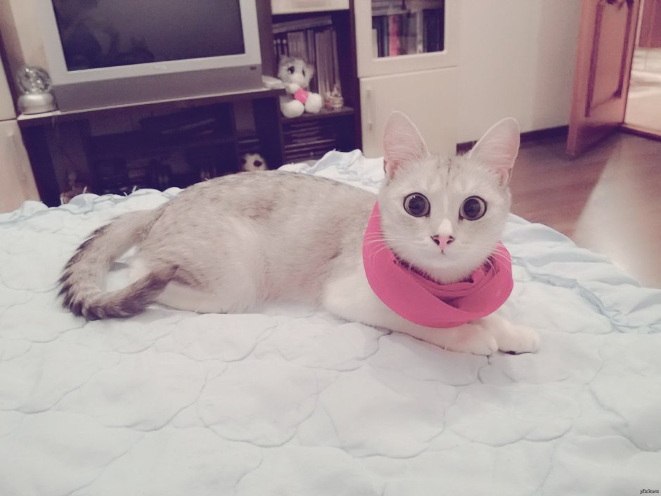 Кошка с розовыми глазами