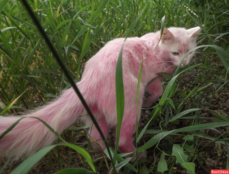 Кошка с розовой шерстью