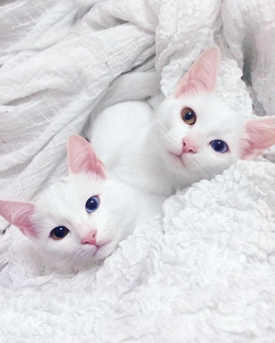 Кошка розового цвета