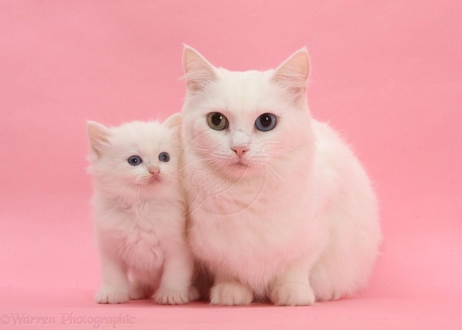 Белая кошка с котятами