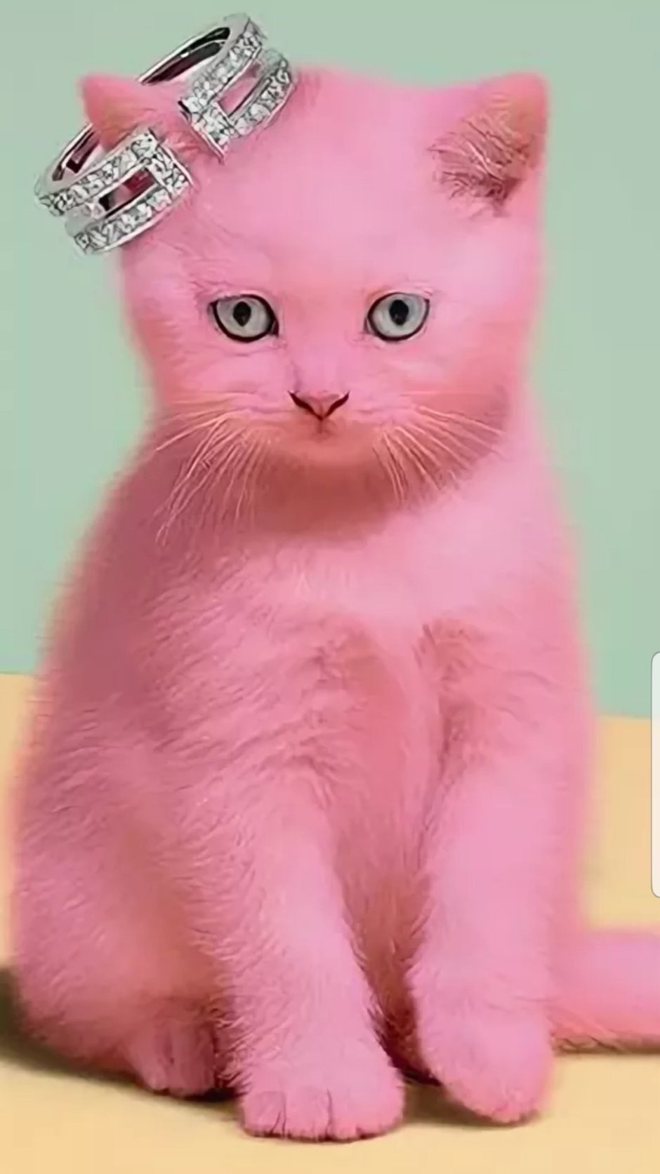 Розовый котенок