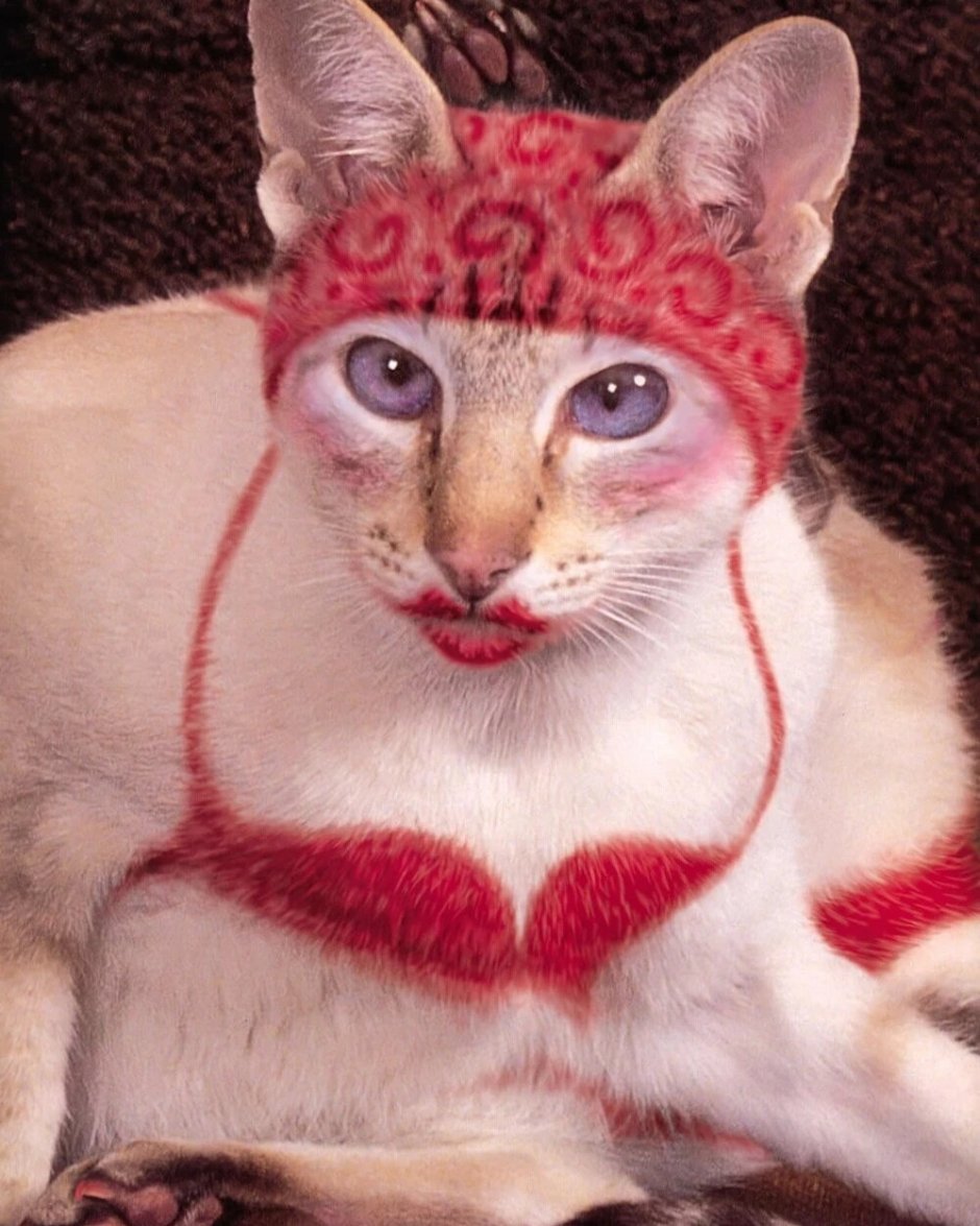 Красивые пушистые котята