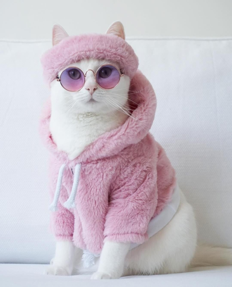 Кот Алины Олешевой