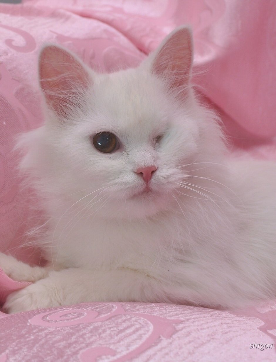 Розовый котенок