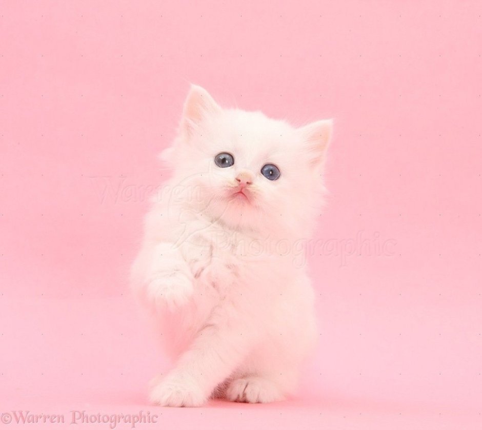 Розовая кошка