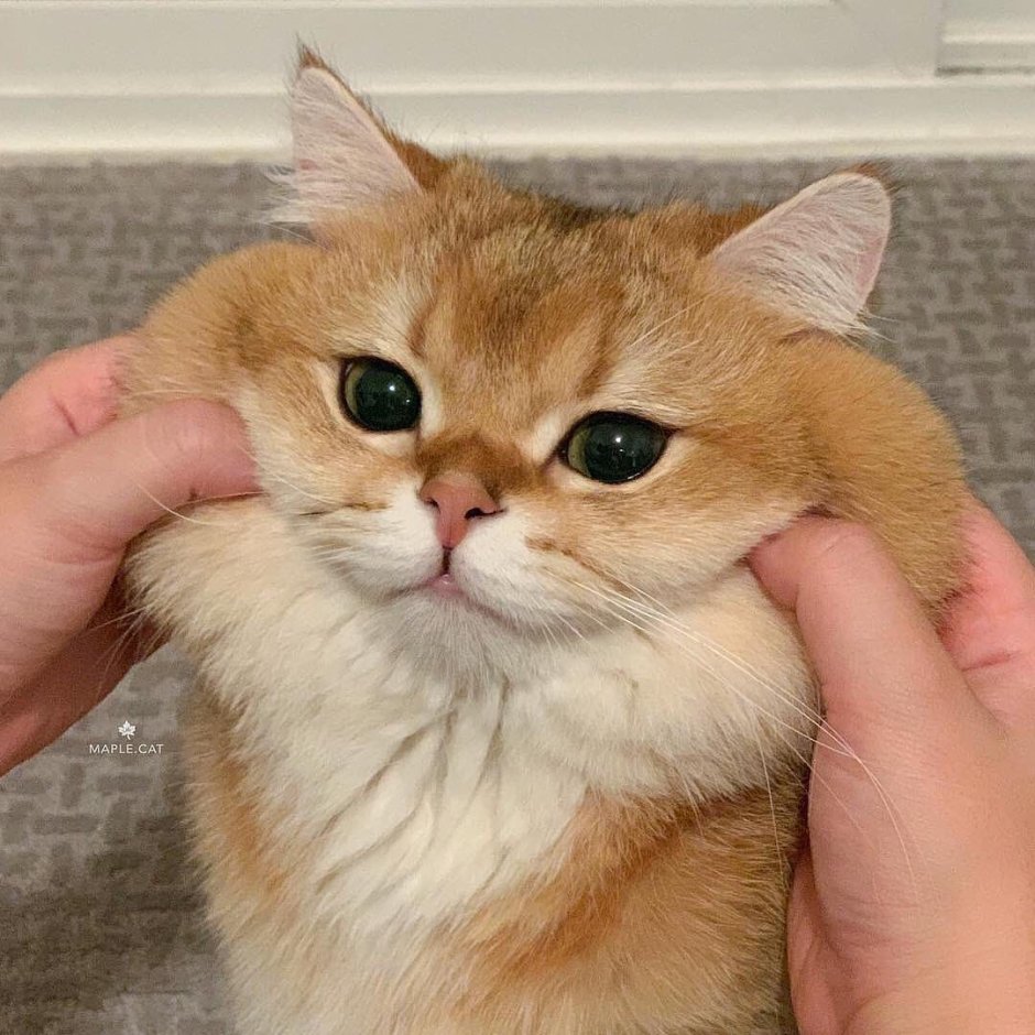 Двуликая кошка Венера