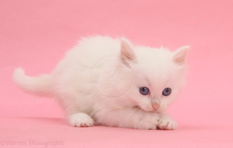 Наряды для кошек