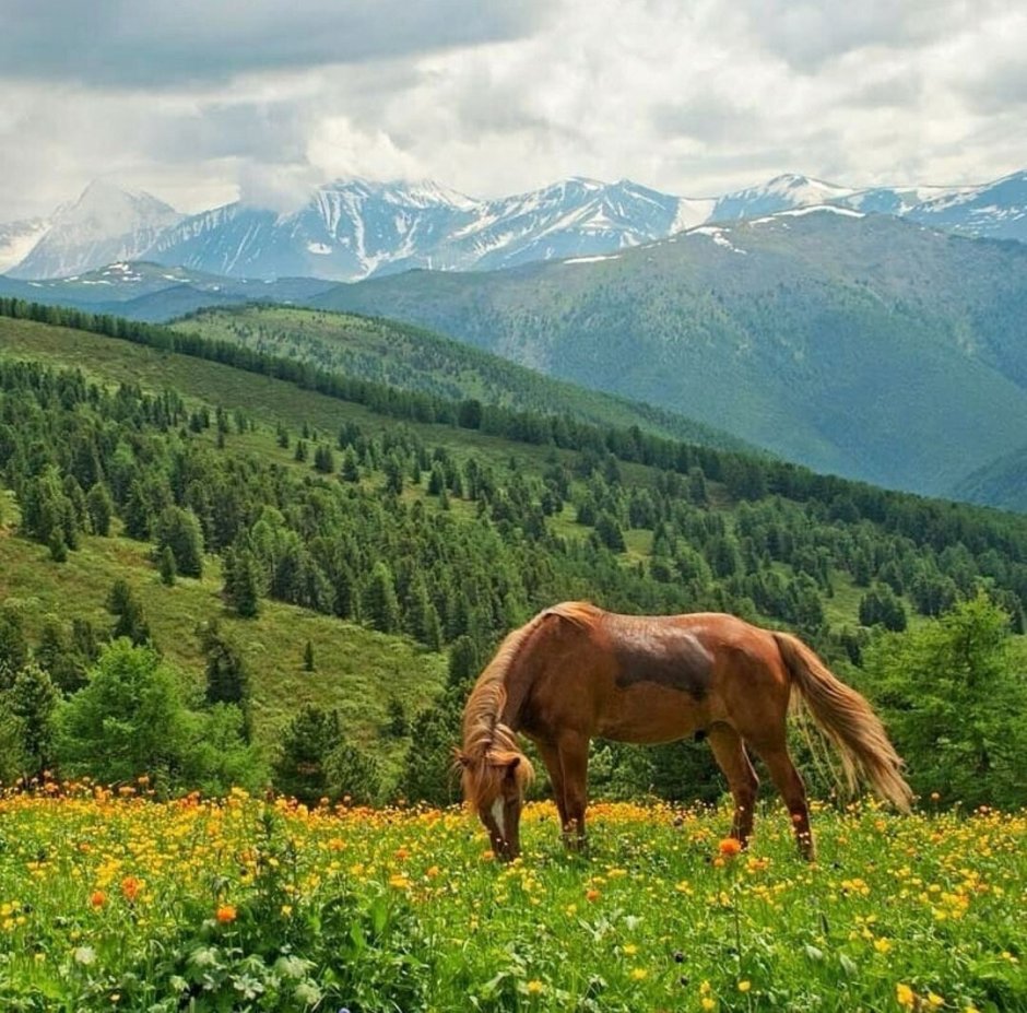Алтайский заповедник горный Сибирский Козерог