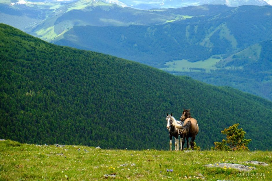 Катунский заповедник снежный Барс