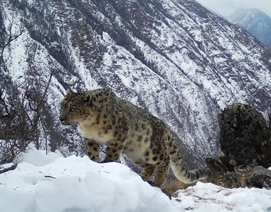 Снежный Барс Сохондинский заповедник