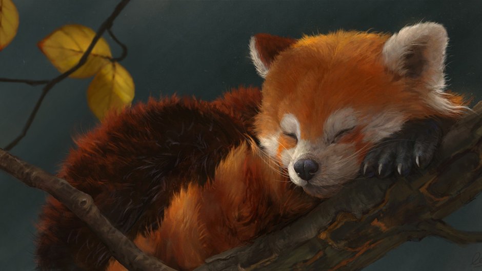 Коричневый енот