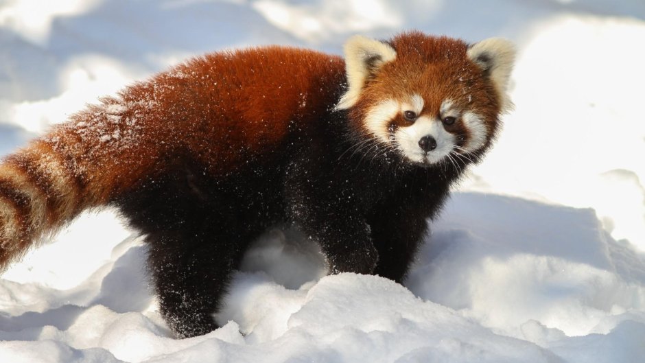 Малая Панда (Ailurus Fulgens