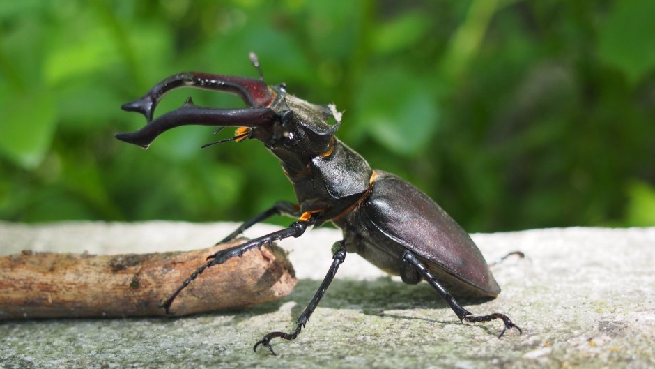 Allomyrina dichotoma