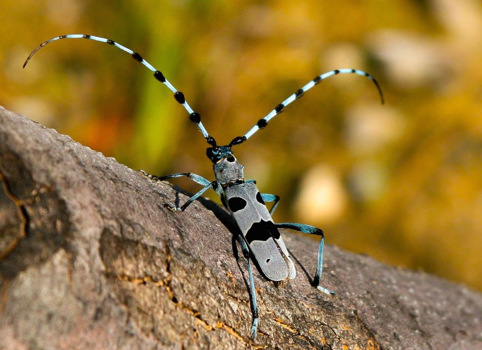Альпийский усач (Rosalia Alpina)