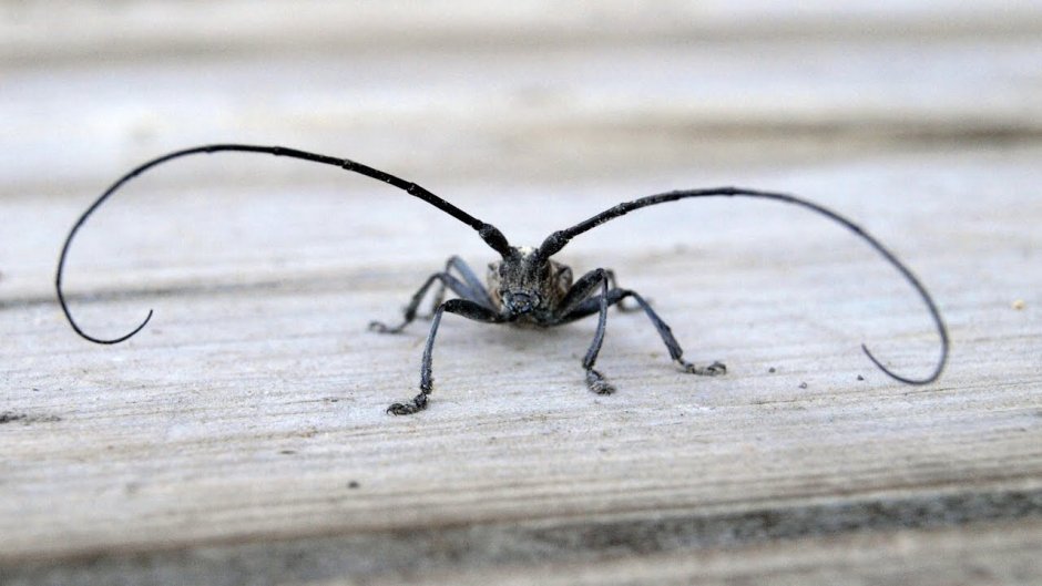 Жук усач Acanthocinus aedilis