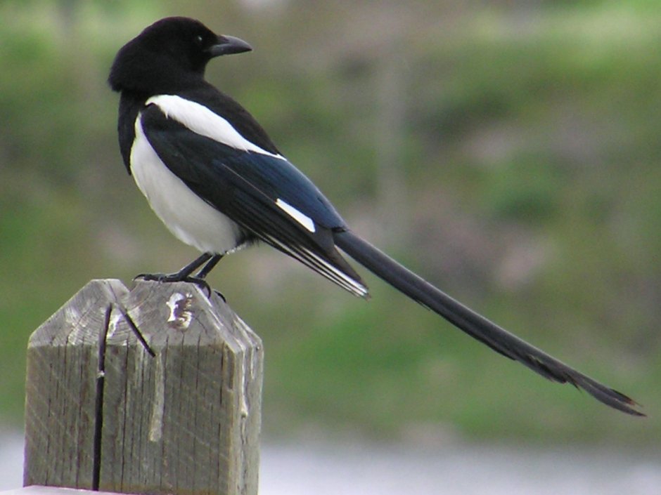 Magpie (character)