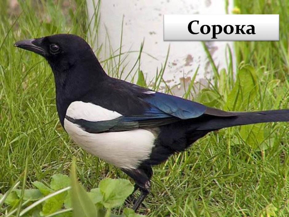 Длиннохвостый бархатный Ткач