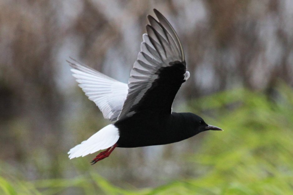 Brewer&#96;s Blackbird