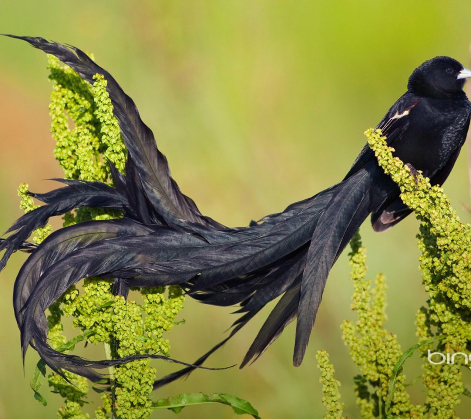 Pica hudsonia американская сорока