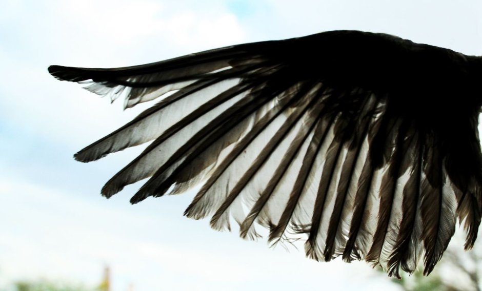 Common Blackbird (turdus Merula)