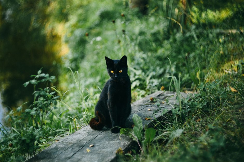 Чёрный котёнок и лес