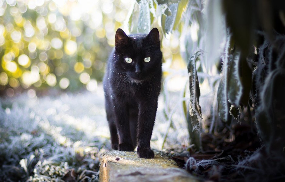 Красивая черная кошка