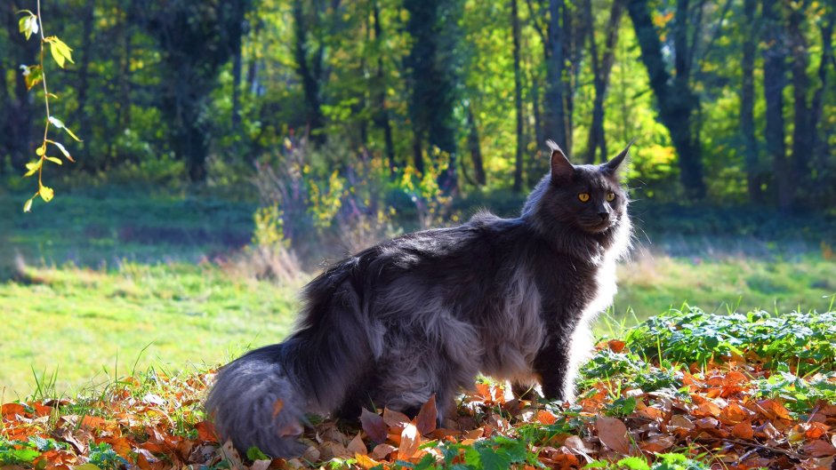 Коты Мейн кун
