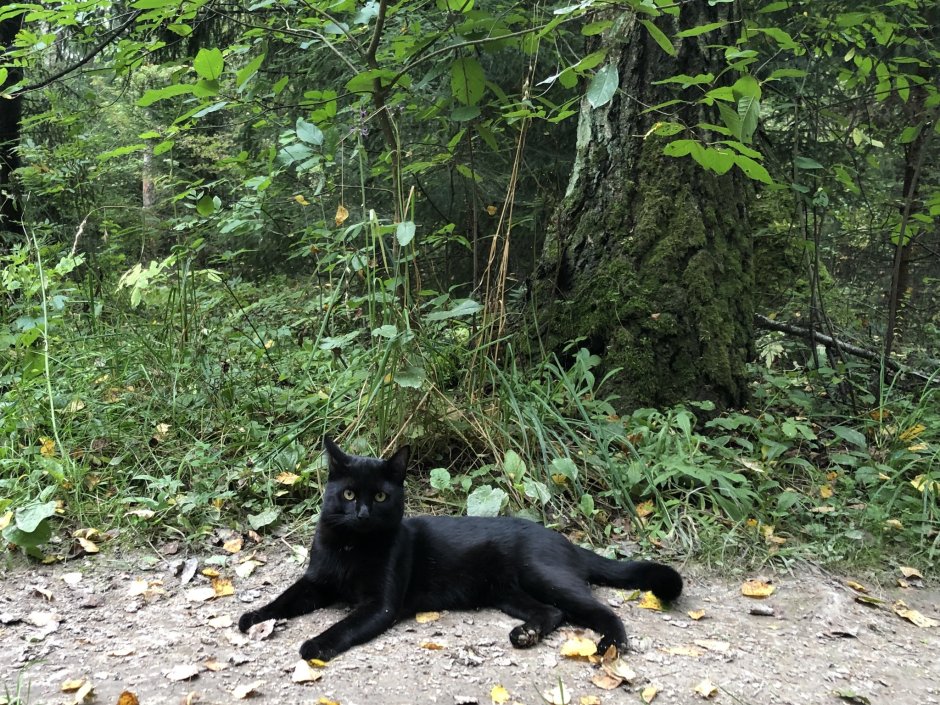 Черный короткошерстный кот в лесу