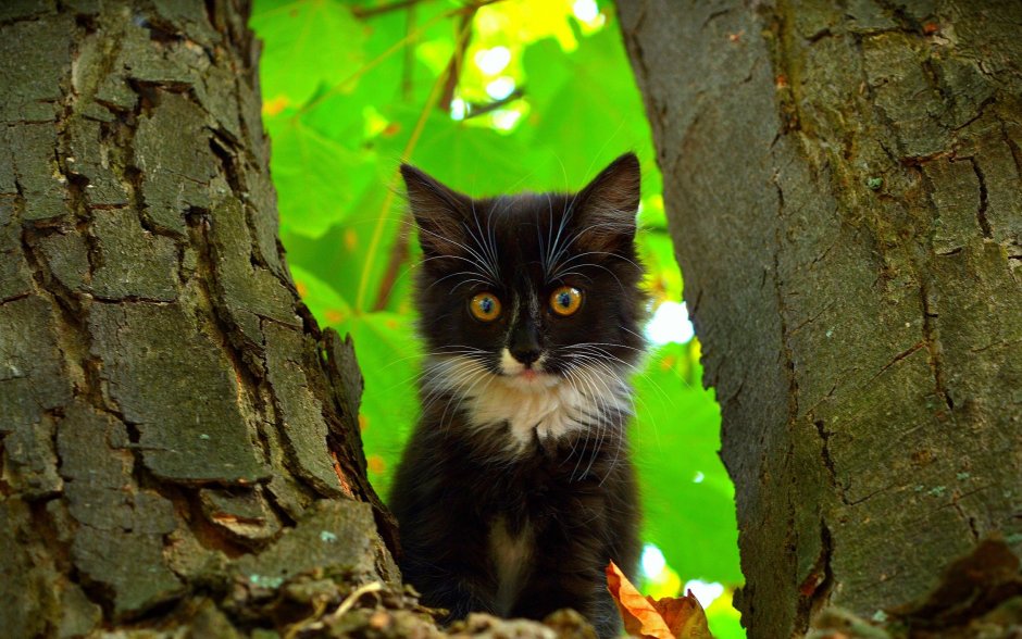 Черная кошка на дереве