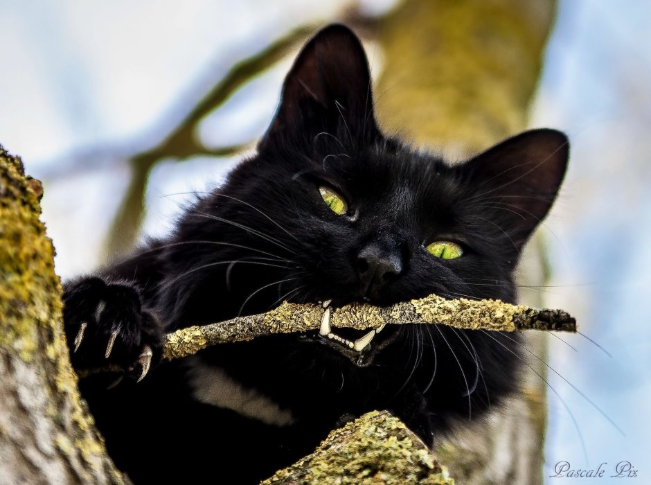 Черная кошка охотится