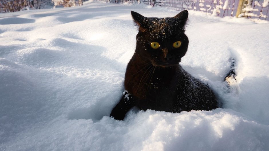 Черный котенок в снегу