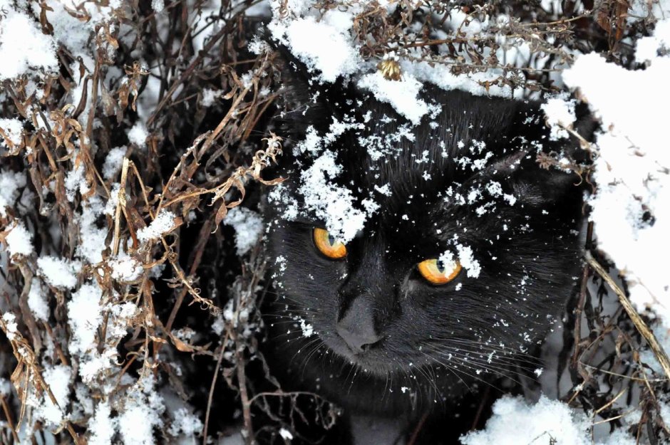 Черная кошка зимой