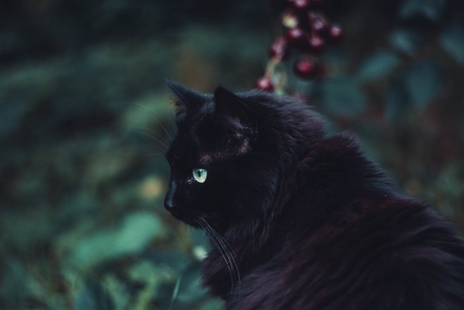 Чёрный кот