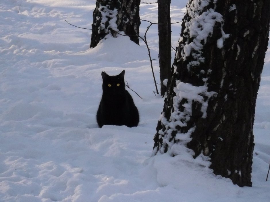 Черный котенок в снегу