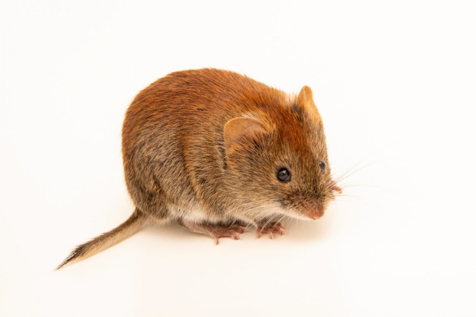 Apodemus sylvaticus