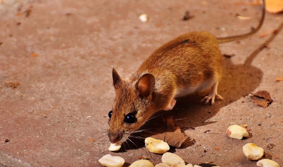 Red vole