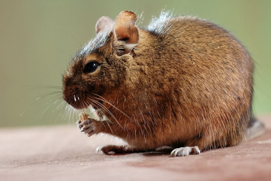 Грызун tympanoctomys barrerae