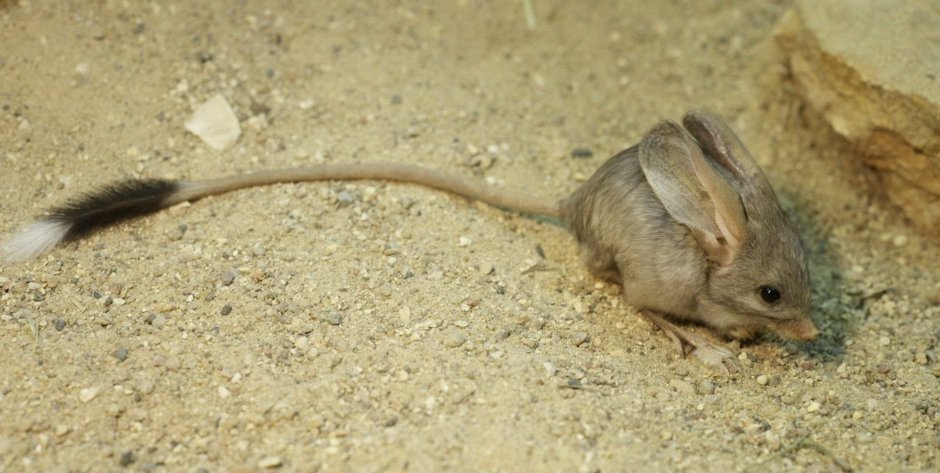 Ласка (Mustela nivalis)