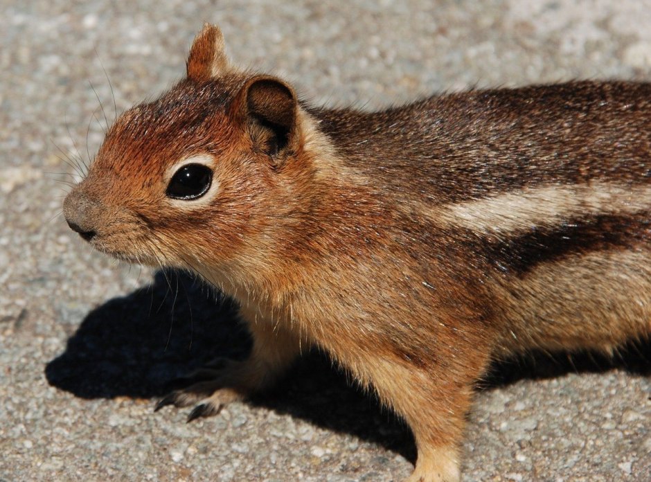 Обыкновенный хомяк Cricetus Cricetus