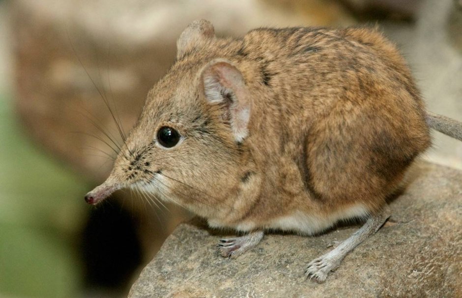 Хомячок Эверсманна (Allocricetulus eversmanni Brandt)