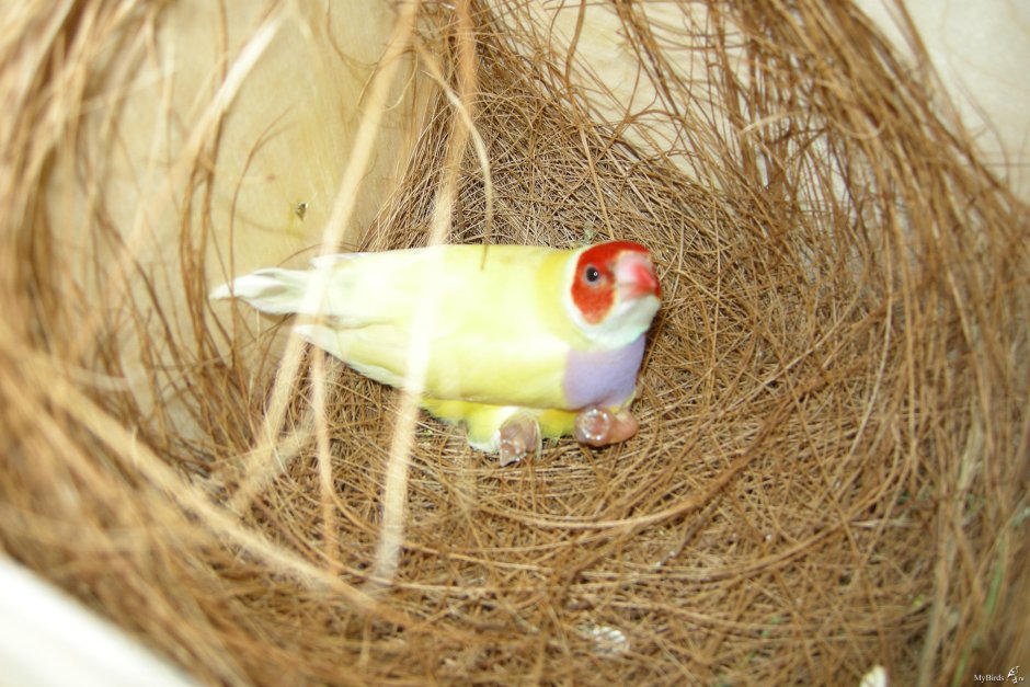 Зебровые амадины