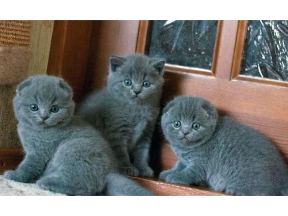 Шотландский вислоухий голубой котенок