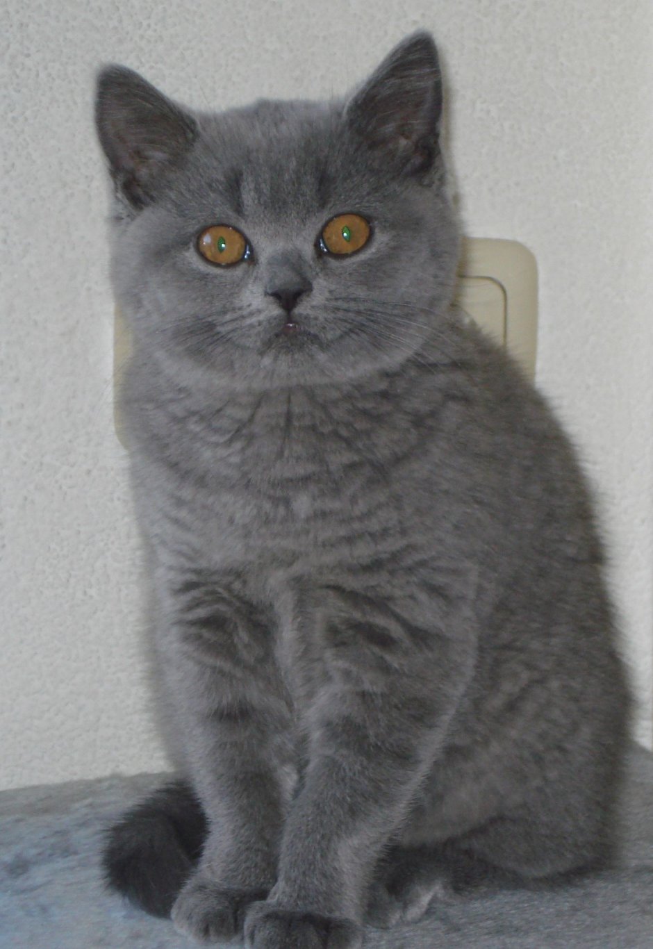 Британский шотландец кот смесь