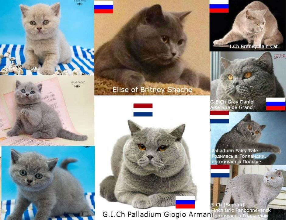 Разведенцы британских кошек Ульяновск